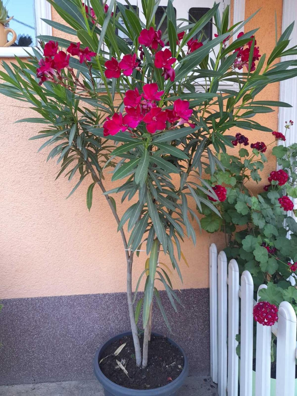 Apartmani Nikolic Višegrad Zewnętrze zdjęcie